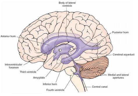 Overview of the Central Nervous System (Gross Anatomy of the Brain) Part 2