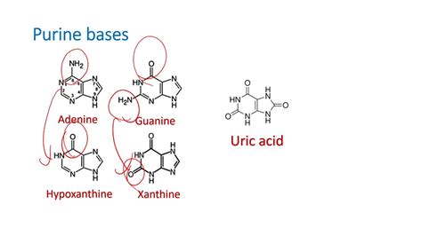 Purine Pyrimidine Structure