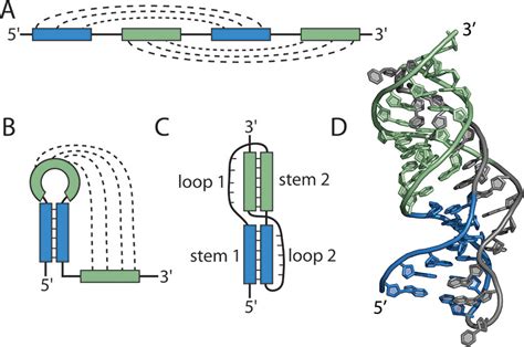 Tertiary Structure Of Rna