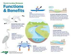 functions of wetland : North Carolina Wetlands