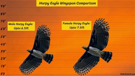 Harpy Eagle Wingspan: How Does It Compare With Others?