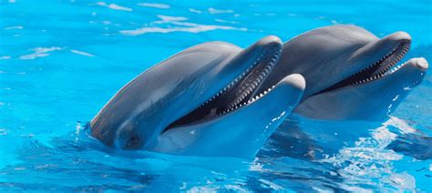 Dolphins Habitat - Dolphin Facts