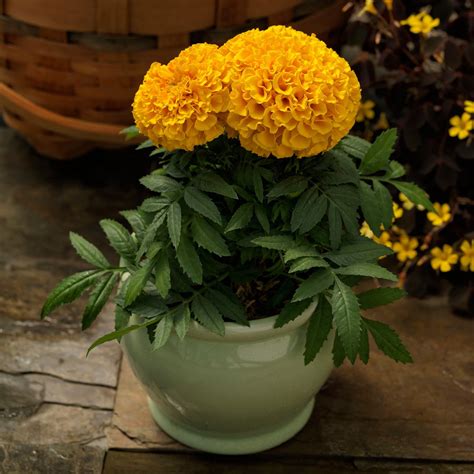 Annual Flower Seeds Marigold Seeds Proud Mari Gold 25 Seeds