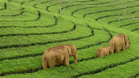 Munnar Tea Garden | Blue Bird Travels