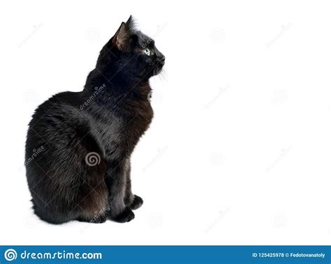 Photo about Studio portrait of the young black cat is sitting on a white background, is isolated ...