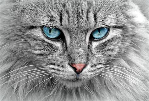 Grey cat with blue eyes Photograph by Top Wallpapers