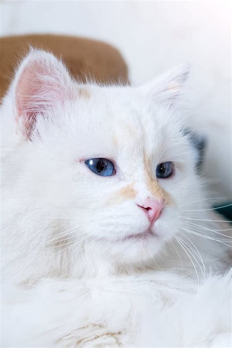 White Fluffy Angora Cat Close Up Portrait Stock Photo - Image of attention, head: 263684494