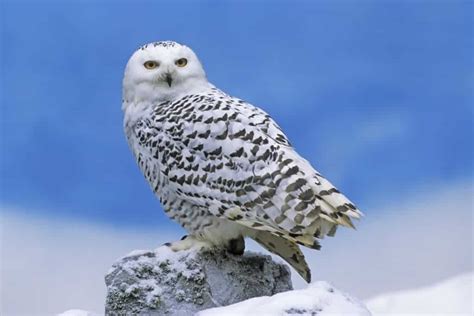 Snowy Owls to Be Trapped Instead of Shot at New York Area Airports ...