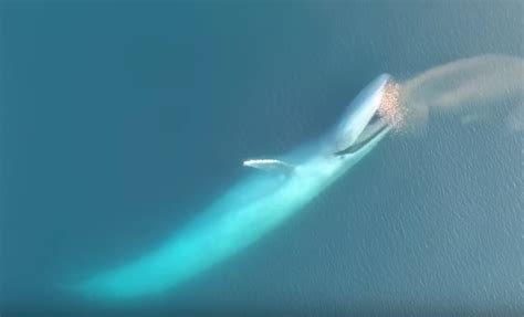 Blue Whale Seen Swallowing Krill Swarm | Video | RealClearScience