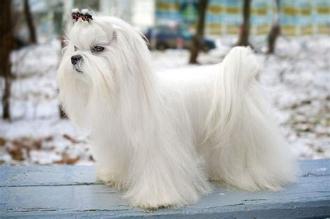 Maltese Dog Breed Information, Images, Characteristics, Health