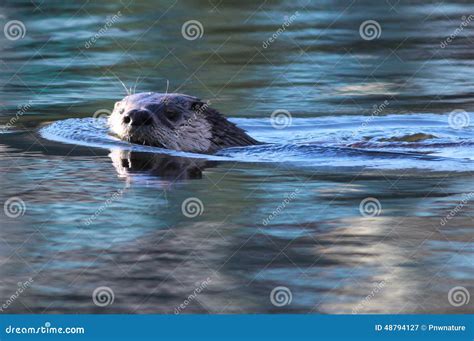 River Otter Swimming stock image. Image of lontra, otter - 48794127