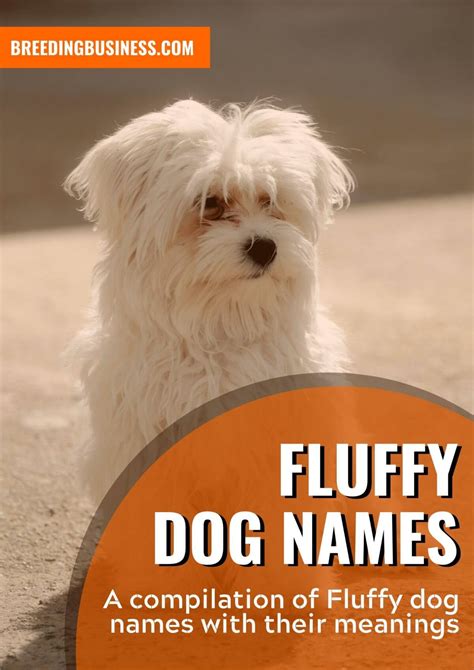 90+ Fluffy Dog Names – Cool Hairy Dog Names for Super Furballs!