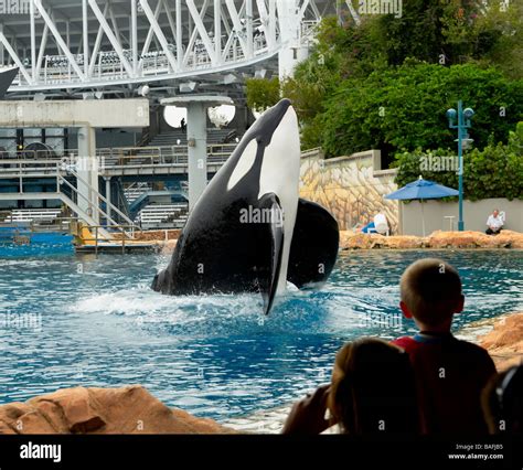 Shamu is the stage name of SeaWorld's iconic Orca killer whale show ...