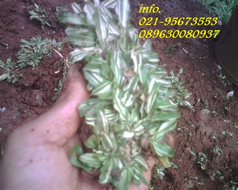 Jual Rumput Gajah Mini Varigata | Berbakat Taman Landscape The Best Garden Maker