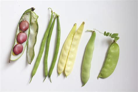 Types Of Bean Plants To Grow - Learn About Different Varieties Of Bean Plants | Gardening Know How