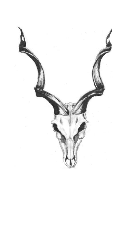 Kudu Skull by AbigailPrefontaine on DeviantArt