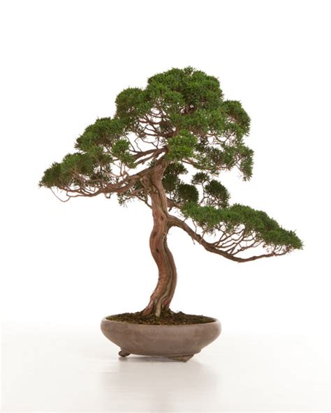 Chinese Juniper Bonsai Tree Care - ALL THINGS BONSAI