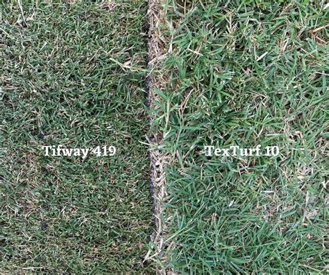 Bermuda Grass Types - Houston Grass - Pearland Sugar Land TX