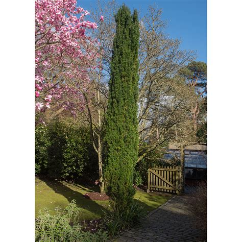 Taxus baccata 'Fastigiata Robusta' | Thompson & Morgan