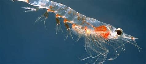 The Tiny Yet Abundant Krill | Critter Science