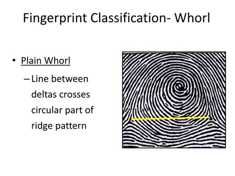 Plain whorl fingerprint - sanddm