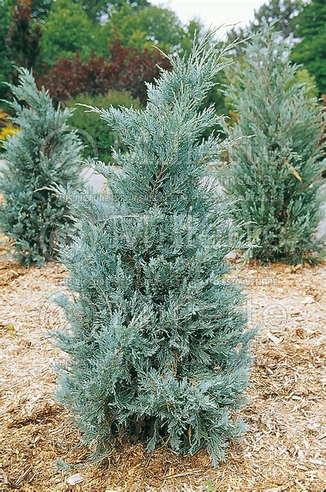 Photo of Juniperus Moonglow (Juniper conifer)