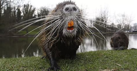 Giant 'German' rats with massive fangs feared to be making their way to Ireland - Mirror Online