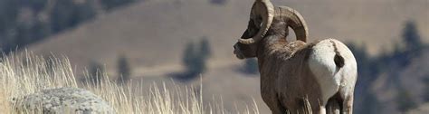 Colorado Bighorn Sheep - RMOOC - Rocky Mountain Outfitters of Colorado