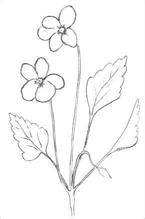 Simple Easy Flower Drawings In Pencil Step By Step - pic-sauce