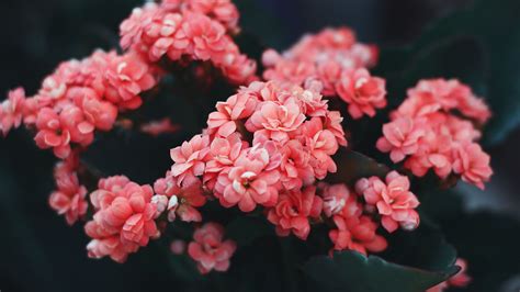 flowers, pink, bloom, bush, wild flower 4k Pink, Flowers, Bloom | Pink flowers wallpaper, Best ...