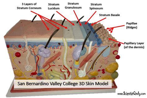 Layers Of The Epidermis Stratum Granulosum