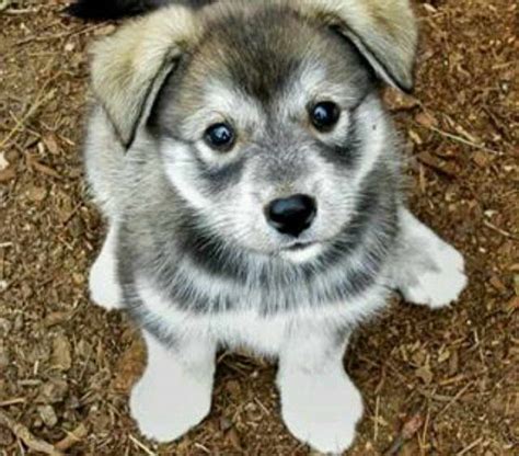 Husky Wolf Hybrid Puppy | PETSIDI