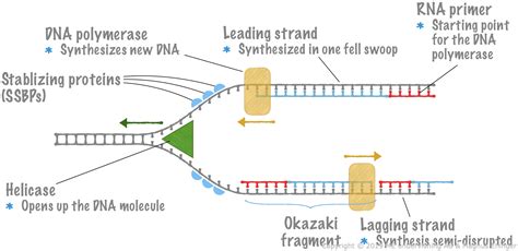 What Is Replication Fork