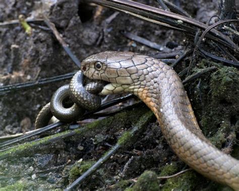 king cobra eating another snake – Most Venomous Snake