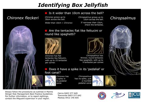 Box Jellyfish (Chironex fleckeri): one of the most dangerous venomous ...