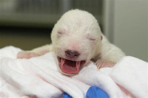 Newborn polar bear cub pulled from mother, den; still alive, healthy | WTTE