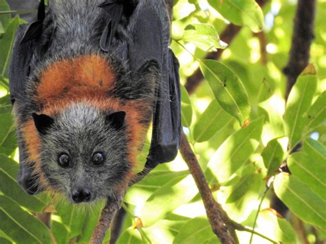 Grey-headed flying-fox - Australian Conservation Foundation