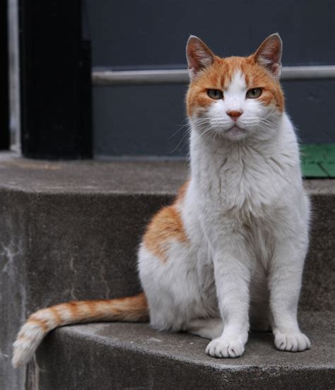 Cat Breeds White And Tabby - Pets Lovers