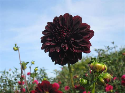 How To Grow And Care For Black Dahlia Flower On Your Own - Jardin HQ