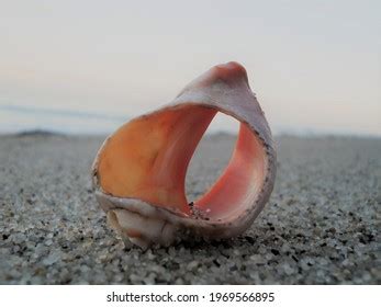 Broken Conch Shell On Beach Stock Photo 1969566895 | Shutterstock