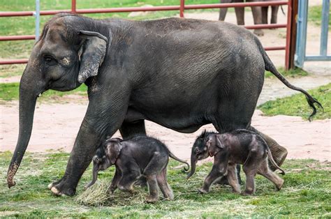 See adorable, extremely rare twin elephants born at Syracuse zoo ...