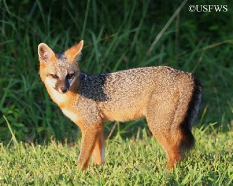 Tennessee Watchable Wildlife | Gray Fox (Hunted)