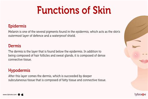 Parts Of The Skin And Function