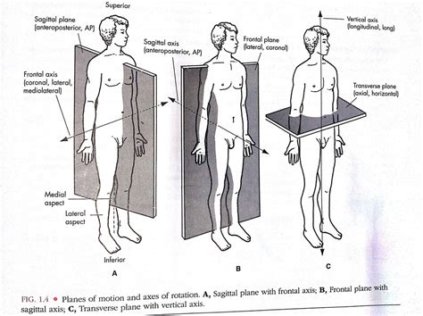 Understanding the Movements using the Planes and Axis - Anatomical Kinesiology Project