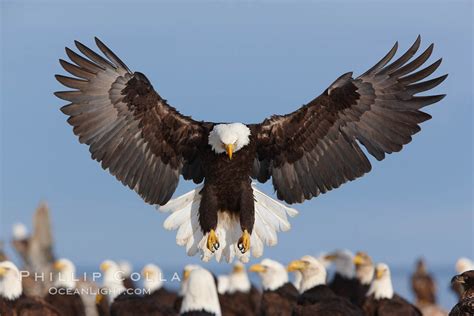 Bald Eagle Photo, Stock Photograph of a Bald Eagle, Haliaeetus leucocephalus, Haliaeetus ...