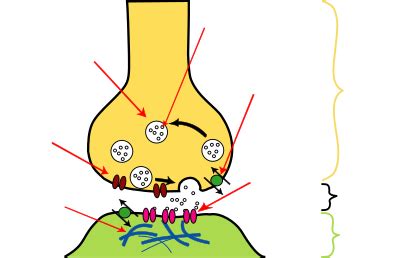 Vorlage:Schema Synapse – Wikipedia