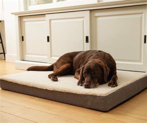 The Importance of an Orthopedic Dog Bed - Sherries Estates