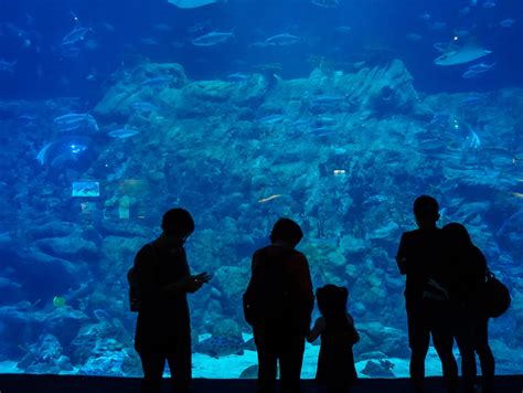 Tips For Visiting Ocean Park Hong Kong With Kids | Asia Travel