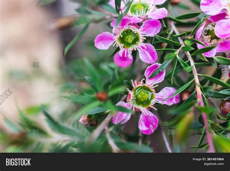 Tea Tree Plant Image & Photo (Free Trial) | Bigstock