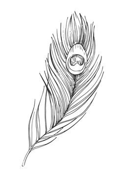 Simple Peacock Feather Sketch